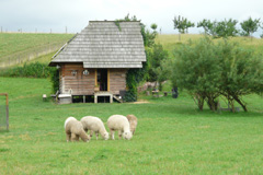 Zv��i obr�zok