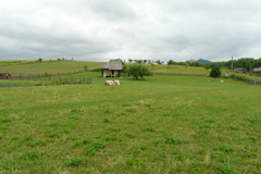 Zv��i obr�zok